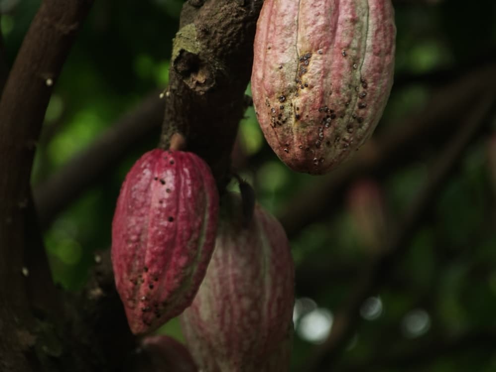Cocoa Beans