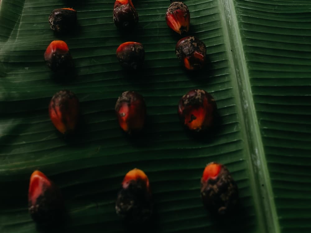 Crude Palm Oil & Derivatives